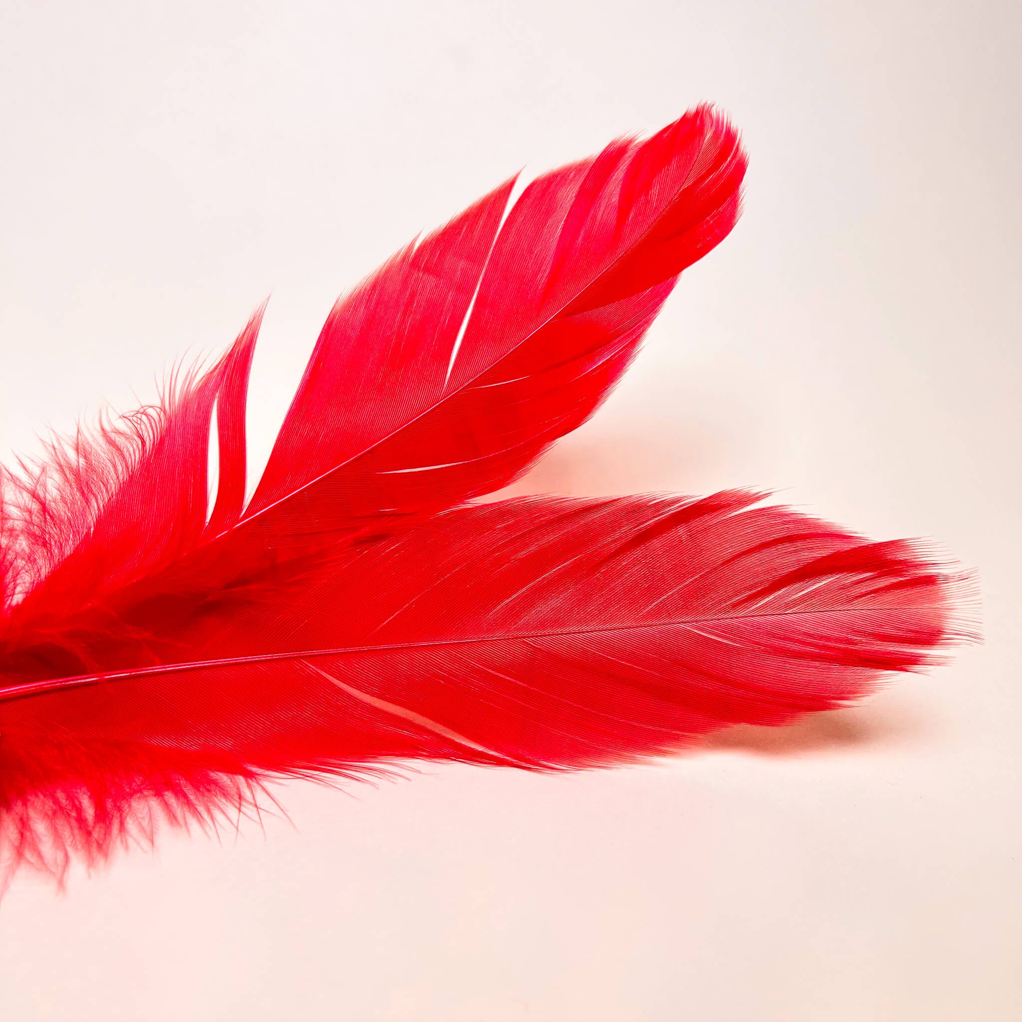 Two red feathers on a light beige background